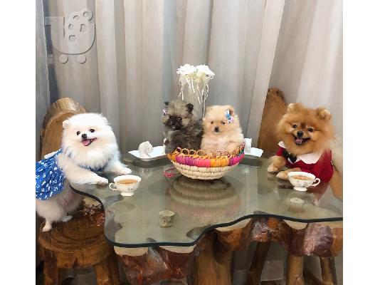 PoulaTo: σκυλιά κουτάβια pomeranian